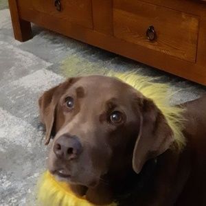 Meet your Posher, Jodie